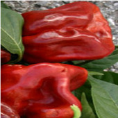 Habanero Hot Peppers (Red Strain 1) HP1776-10_Base